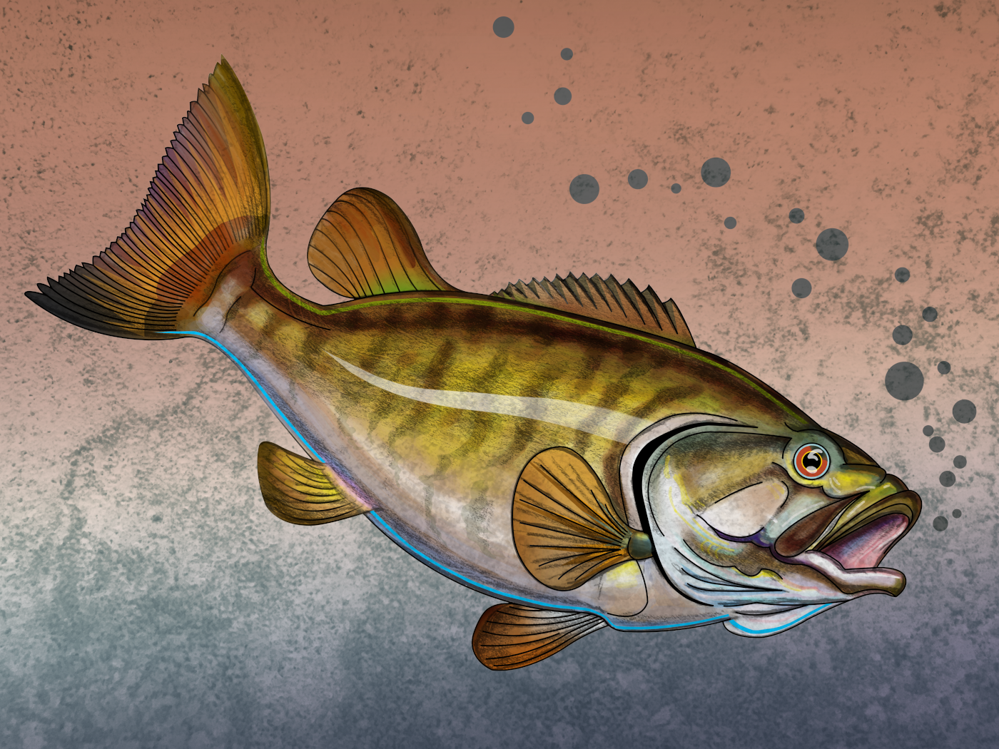 Smallmouth Bass